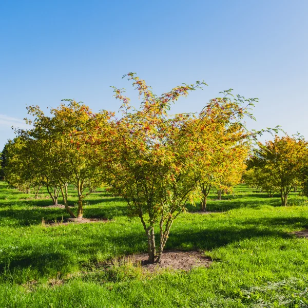 Zanthoxylum simulans – Zanthoxylum simulans