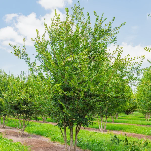 Zelkova carpinifolia – Kaukasische Zelkove