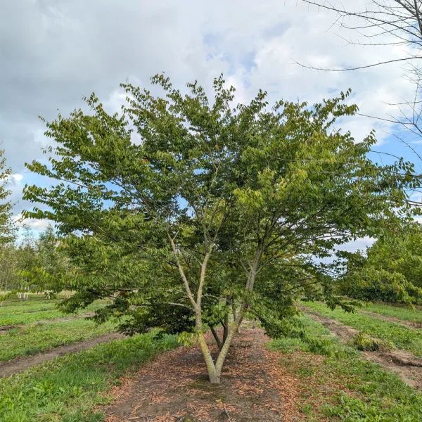 Zelkova serrata – Japanische Zelkova, Keakibaum