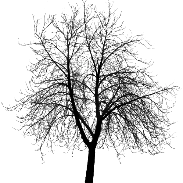 Tilia mandshurica – Mandschurische Linde