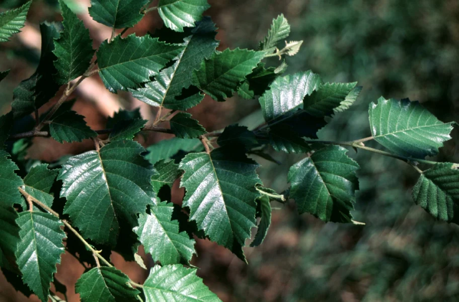 Betula nigra DURA HEAT ('BNMTF') Betula nigra DURA HEAT ('BNMTF