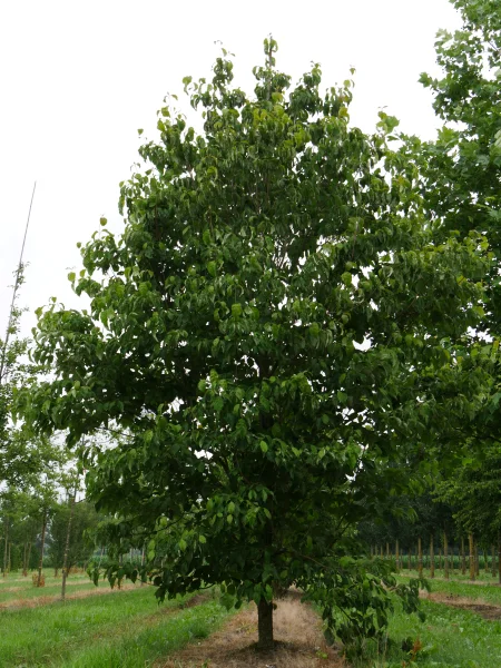 Cornus-florida-s-25-30s-rey-1