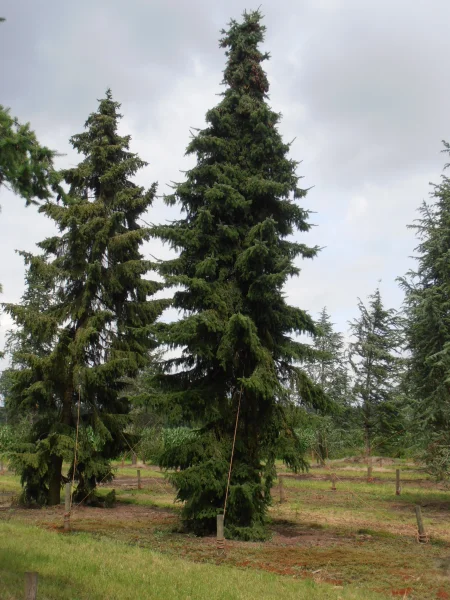 Picea omorika Serbische Fichte, OmorikaFichte Van den Berk Baumschulen