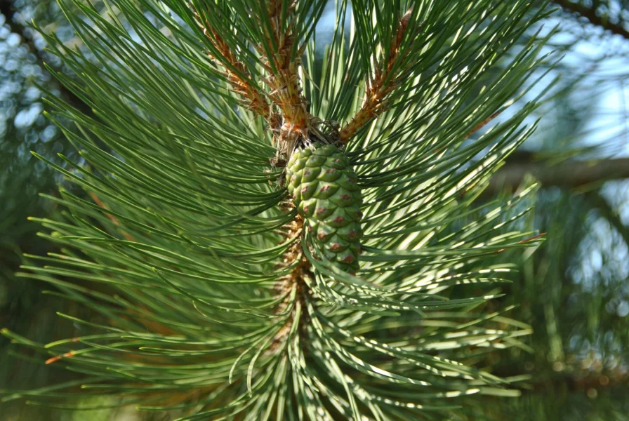 Pinus nigra subsp. nigra Österreichische SchwarzKiefer Van den