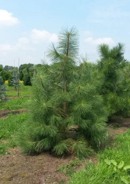 Pinus ponderosa Pinus ponderosa Van den Berk Baumschulen