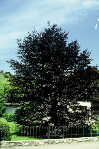 gummibaum groß kaufen Künstliche Gummibaum pflanze kaufen main image 0