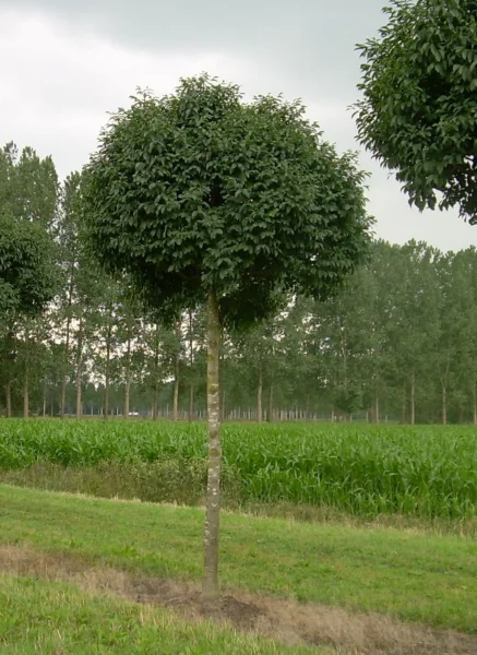 Fraxinus-ornus-mecsek