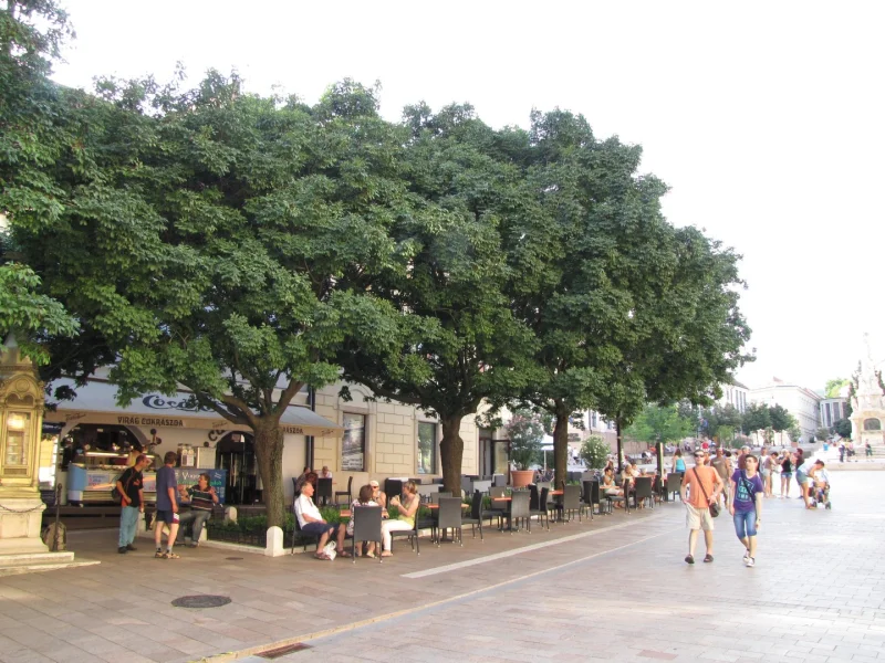 Fraxinus Ornus Mecsek