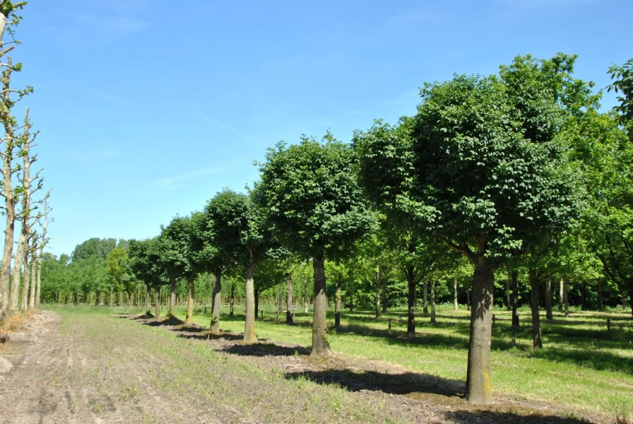 Fraxinus Ornus Mecsek 3