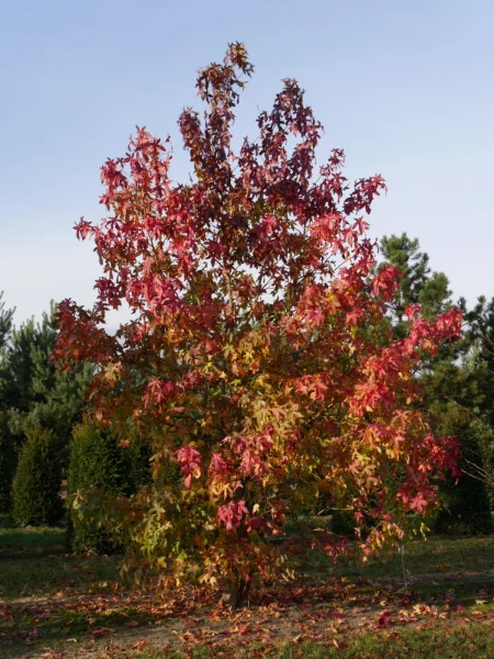 Liquidambar styraciflua Guldenbaum, Amerikanischer Amberbaum Van