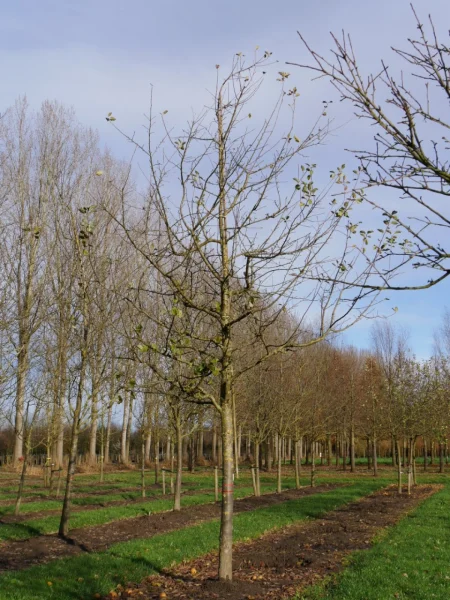 Malus 'Schone van Boskoop' Malus 'Schone van Boskoop' Van den Berk
