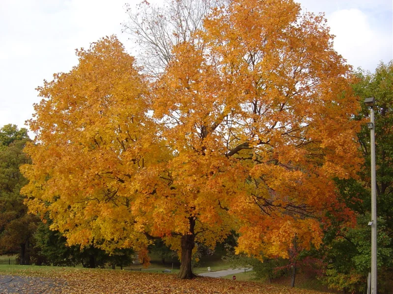 Acer saccharum | Zucker-Ahorn - Van den Berk Baumschulen