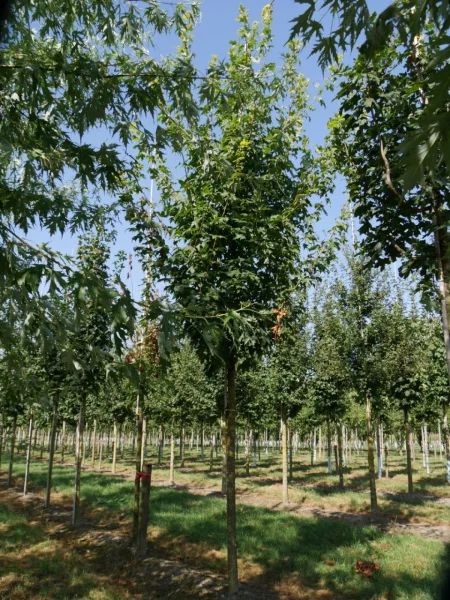 Acer saccharum | Zucker-Ahorn - Van den Berk Baumschulen