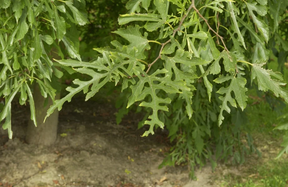 Morus alba 'Laciniata' Morus alba 'Laciniata' Van den Berk Baumschulen