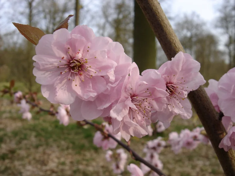 Prunus-blireana