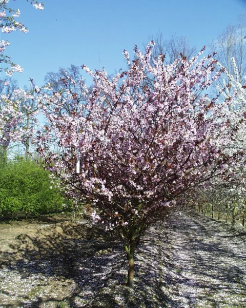 Prunus Blireana