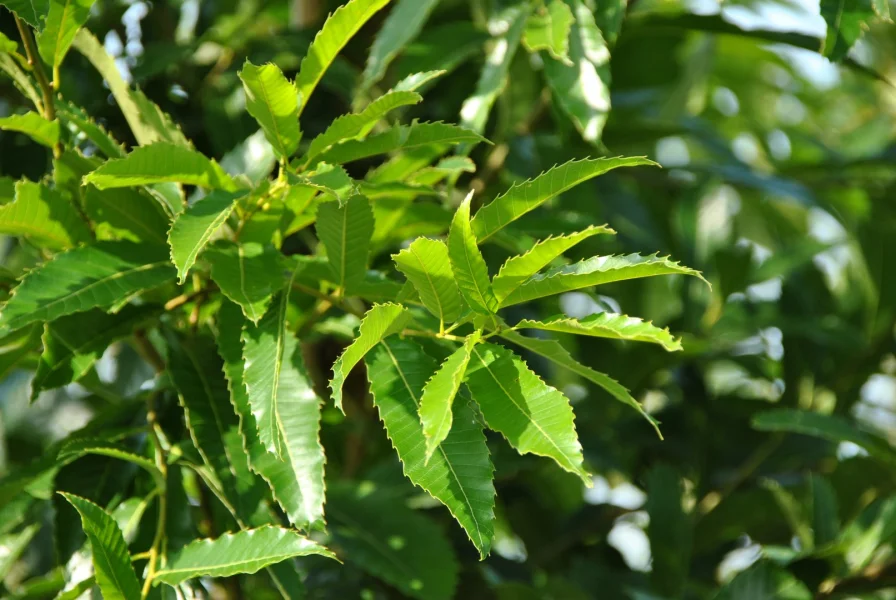 Quercus acutissima SeidenraupenEiche, Japanische KastanienEiche