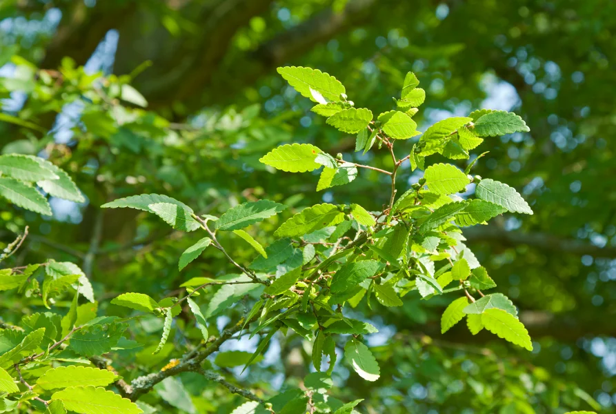 Zelkova carpinifolia Kaukasische Zelkove Van den Berk Baumschulen