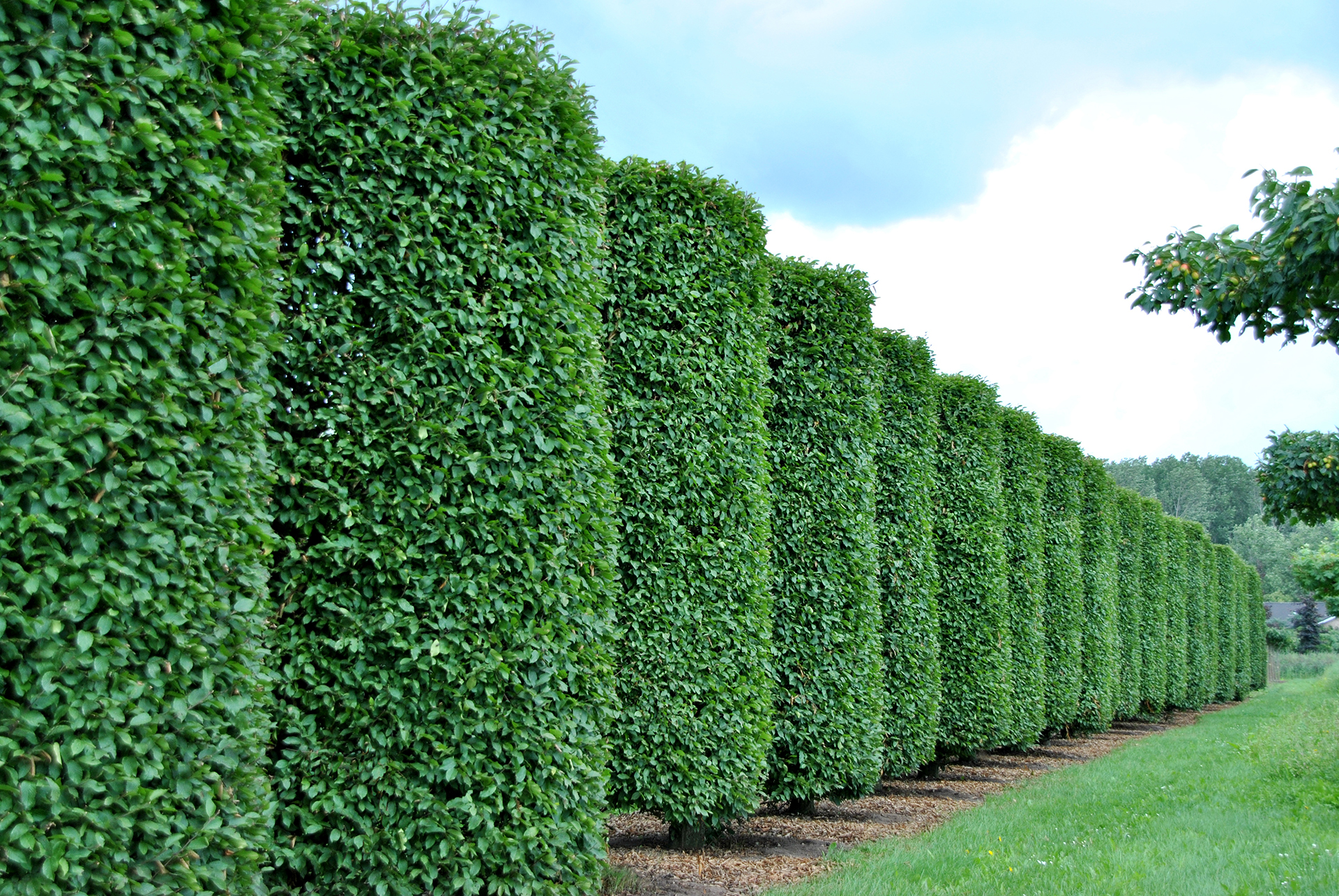 Form Und Spalierbaume Die Losung Bei Wenig Platz